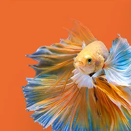 Sueswasser Koellezoo