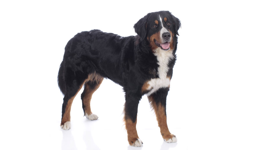 Steckbrief Berner Sennenhund Teaser