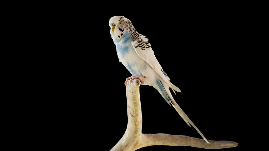 Steckbrief Wellensittich Teaser