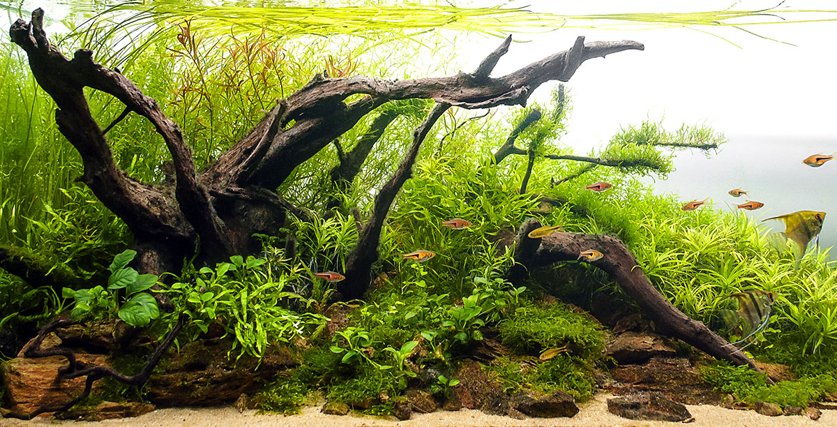 Aquarienfilter Richtig Reinigen Teaser