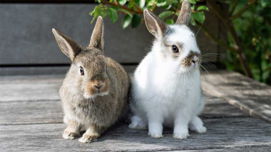 Balkonhaltung Von Kaninchen Teaser