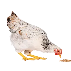 Hobbyfarming Ernaehrung E3de582290