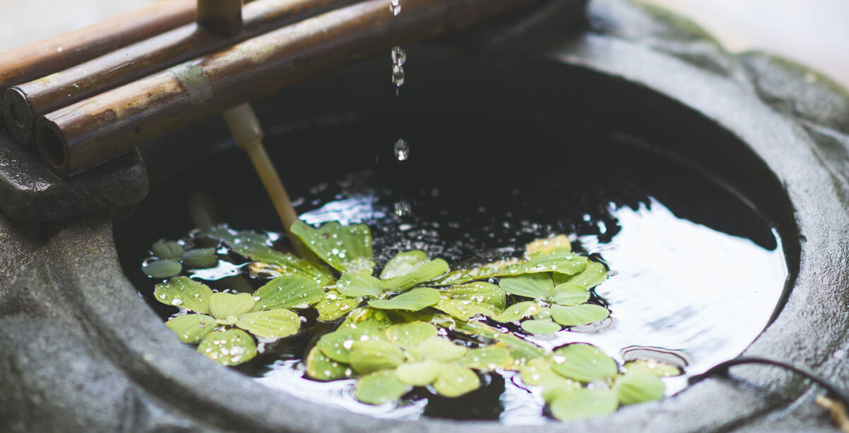 Mini Teiche Fisch Und Pflanzenparadise Fuer Balkon Und Terrasse Teaser
