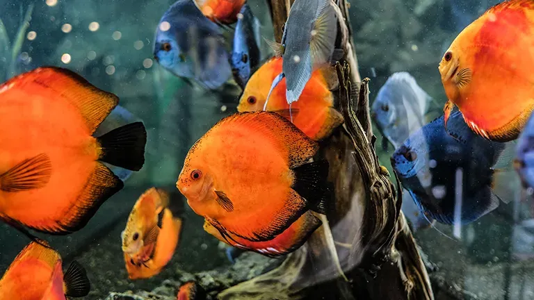 Wuerzburg Highlight Aquaristik Ab2ede2ddf