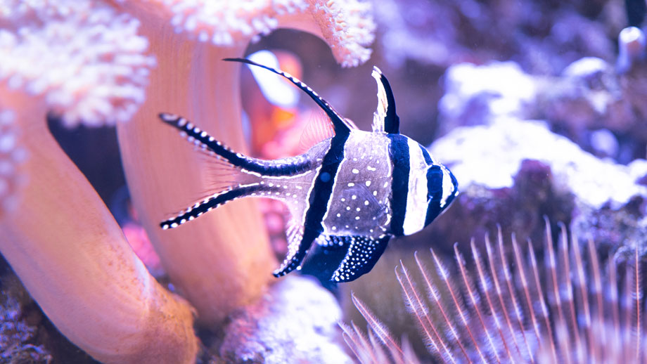 Steckbrief Banggai Kardinalbarsch Teaser