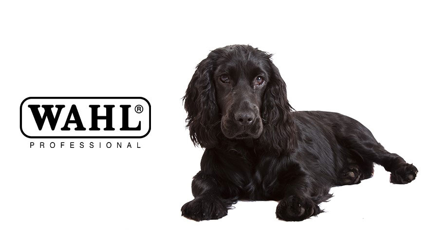 Moser Wird Wahl Teaser