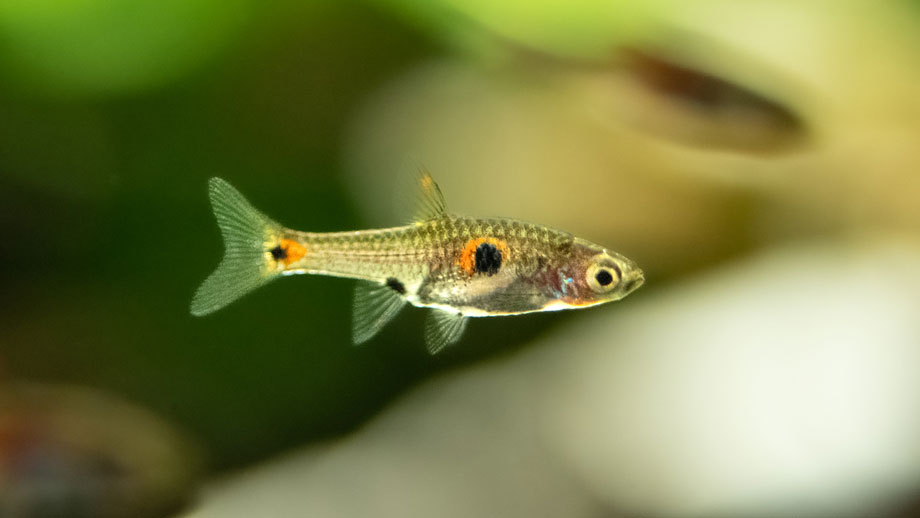 Boraras Naevus Teaser Neu