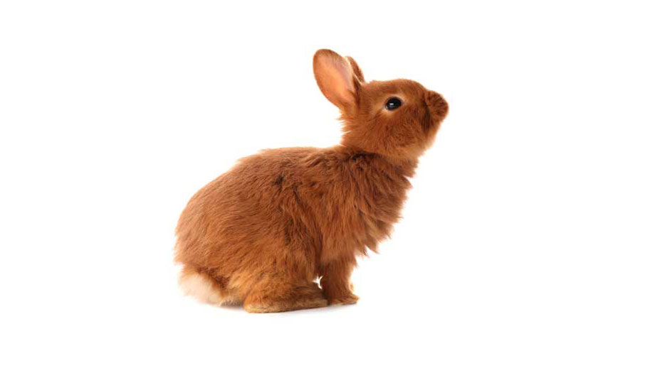 Kaninchen alleine halten – ja oder nein?