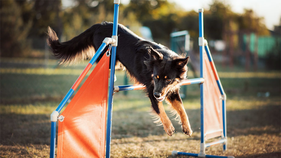 Fuenf Spannende Hundesportarten Teaser
