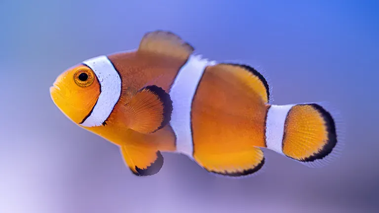 Highlight Slider Lebentier 2 5103065a0b