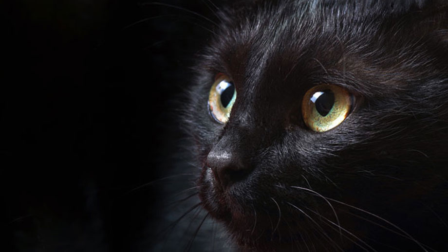 Glaukom Bei Katzen Teaser