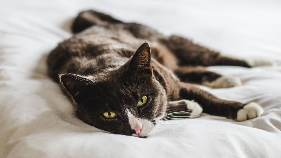 Fip Bei Katzen Teaser