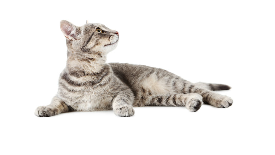 Epilepsie Bei Katzen Teaser2