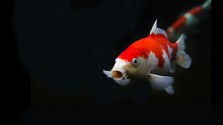 Steckbrief Koi Teaser 1