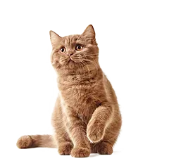 Koelle Zoo News 4e9c853ce3