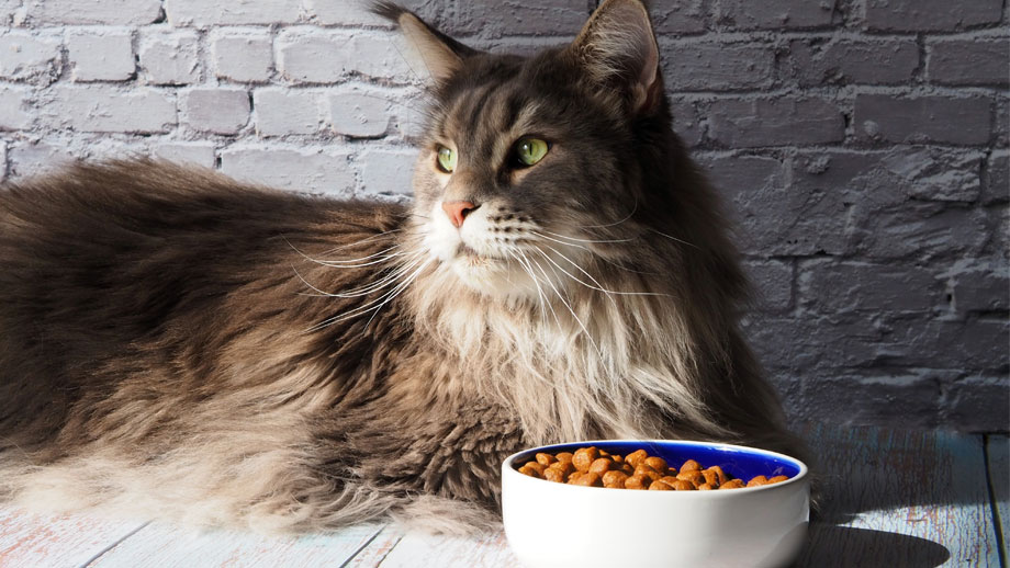 Katze Verweigert Futter Teaser