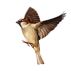 Wildvogel Produkttipps 99b18301bf