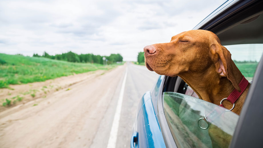 Reisekrankheit Beim Hund Teaser