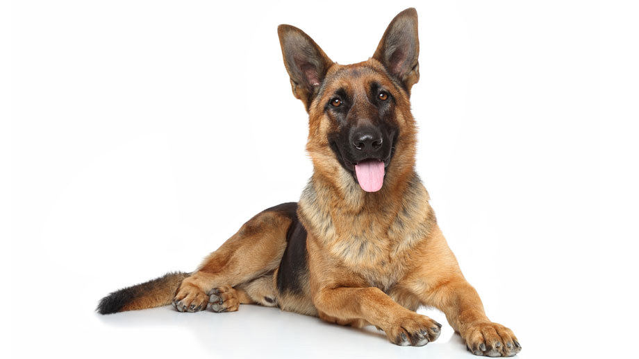 Steckbrief Deutscher Schäferhund