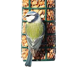 Wildvogel Ernaehrung 1bfc1b40a5