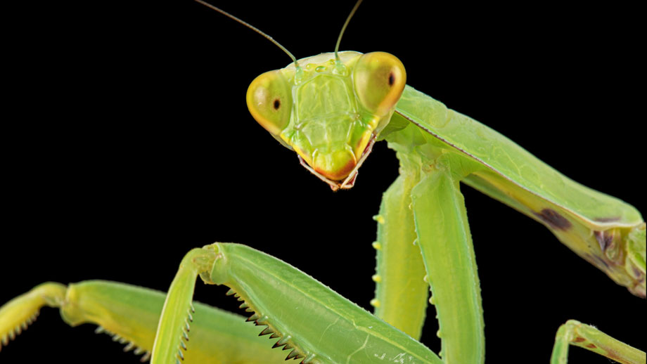 Steckbrief Mantiden Blepharopsis Teaser