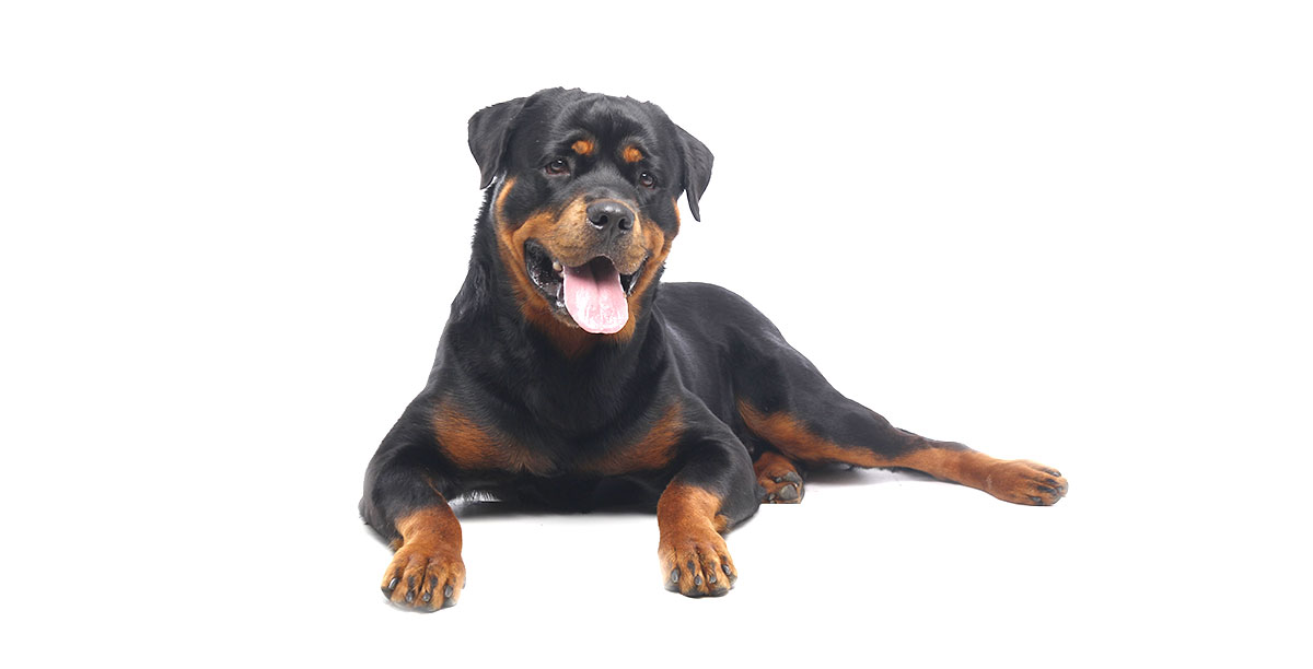 Steckbrief Rottweiler