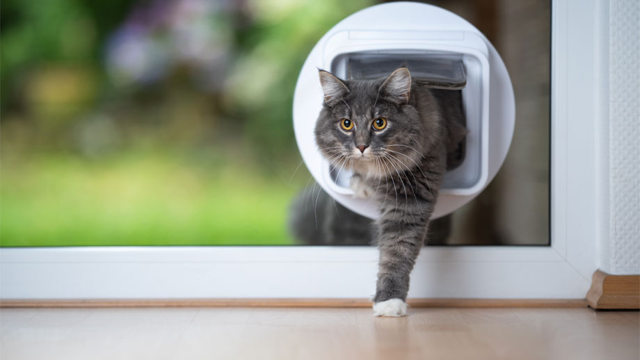 Katze erfolgreich an Katzenklappe gewöhnen