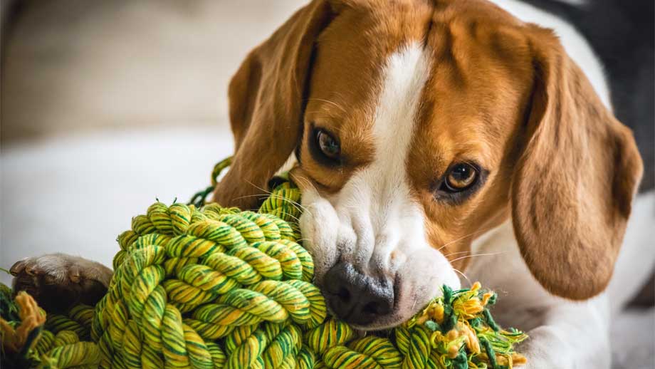 Abenteuer zu Hause erleben