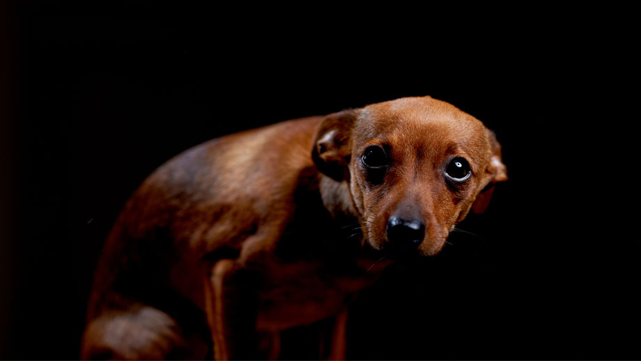 Hund hat Angst vor Tierarzt - Tipps & Tricks