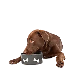 Hund Ernaehrung 10b3e5cdd0