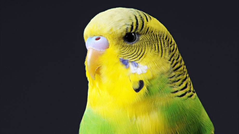 Maennchen Oder Weibchen Geschlechter Unterscheiden Bei Wellensittichen Teaser