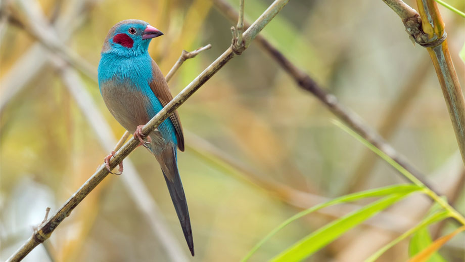 Ueberblick Prachtfinken Teaser