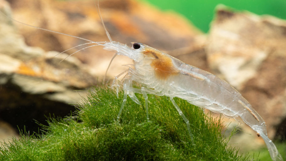 Steckbrief Amanogarnele Teaser