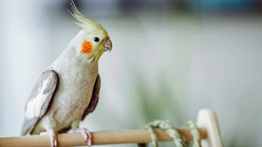 Voliere F%c3%bcr Nymphensittiche Einrichten Teaser 2jpg