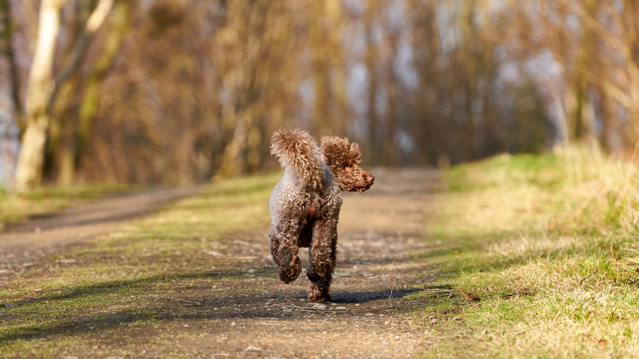 Hund entlaufen - was tun?