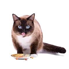 Katze Ernaehrung 452fdf1b30