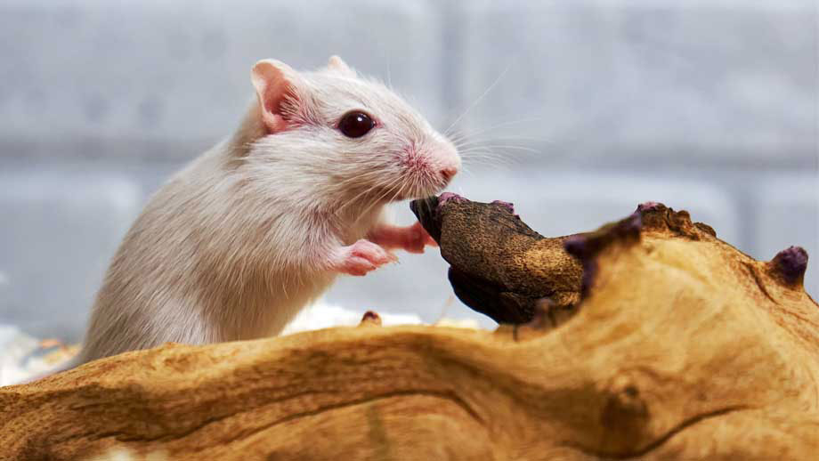 Rennmausgehege Einrichten Teaser2