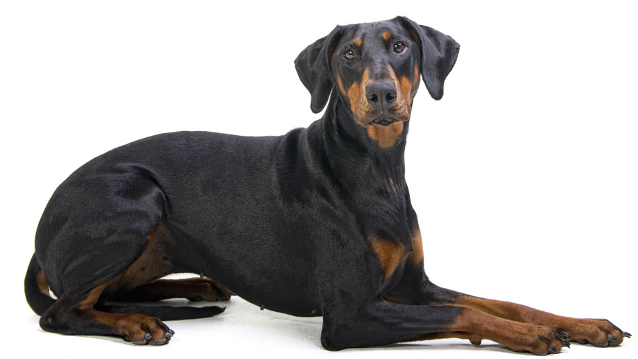Steckbrief Dobermann