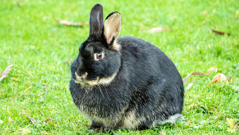 %c3%9cbergewicht Bei Kaninchen Teaser