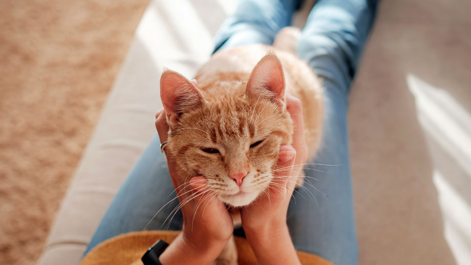 Typisch Katzenmensch! Oder?