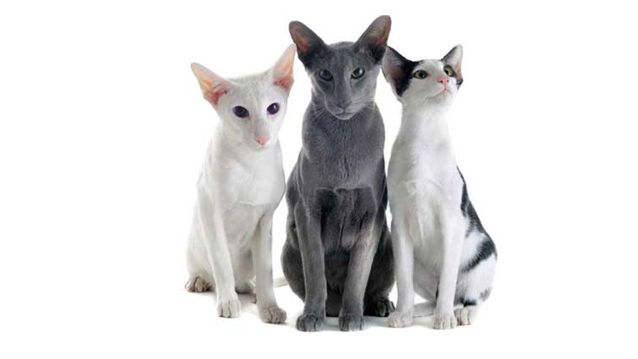 Steckbrief Orientalisch Kurzhaar