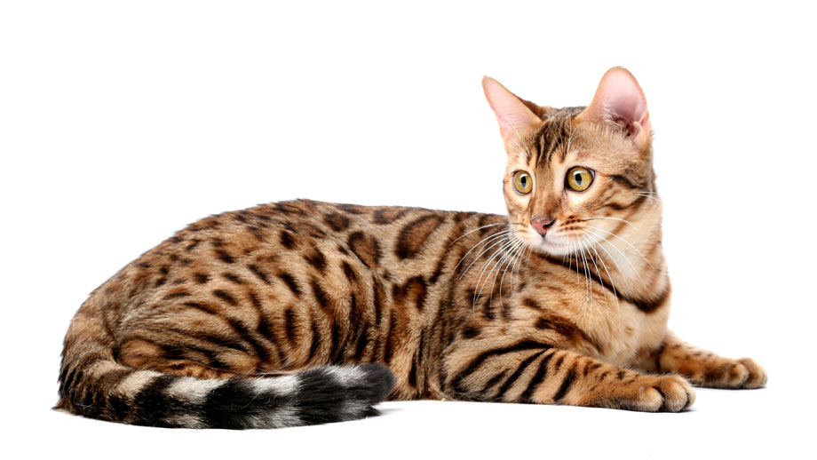 Steckbrief Bengal Katze Teaser 1