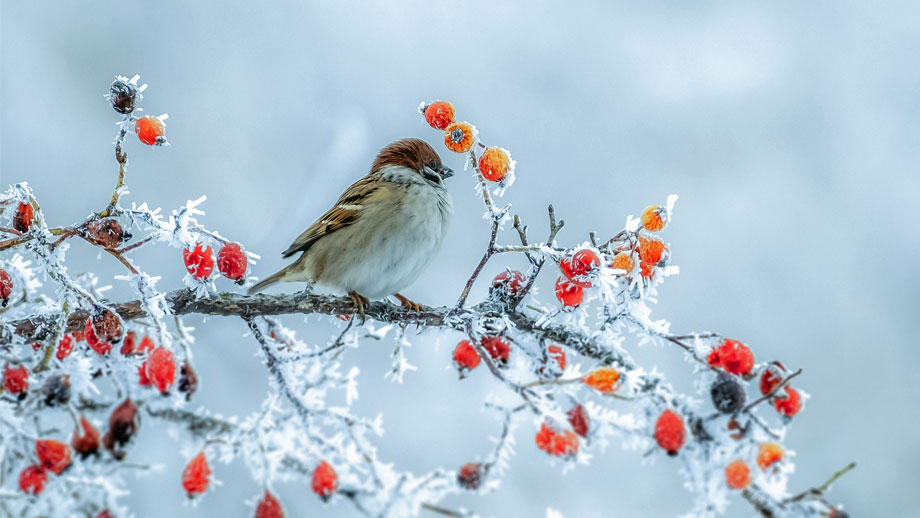 Was Brauchen V%c3%b6gel Im Herbst Und Winter Teaser