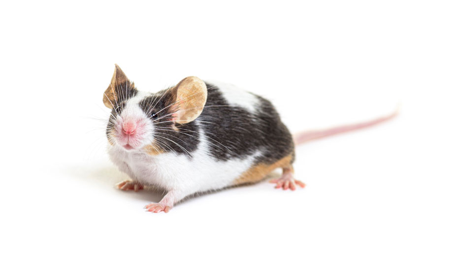 Steckbrief Farbmaus Teaser