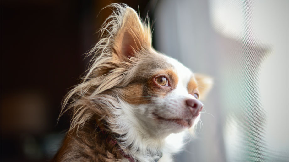 Steckbrief Chihuahua