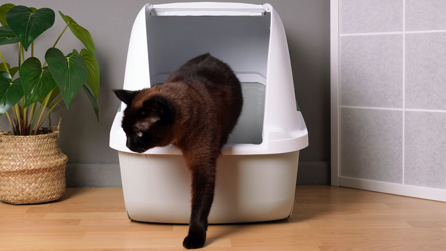 Blasenentzündung bei der Katze