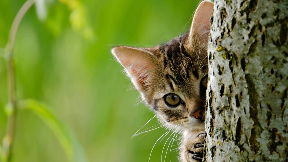 Missverstaendnisse Ueber Katzen Teaser