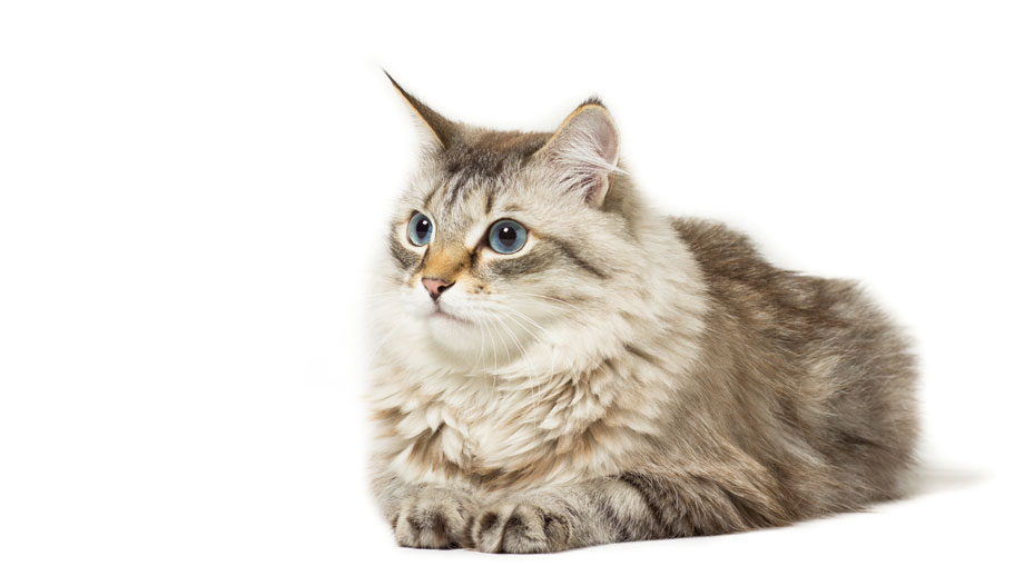 Steckbrief Sibirische Katze Teaser