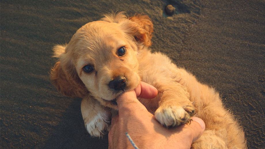 Welpe Beisst Teaser Neu Neu