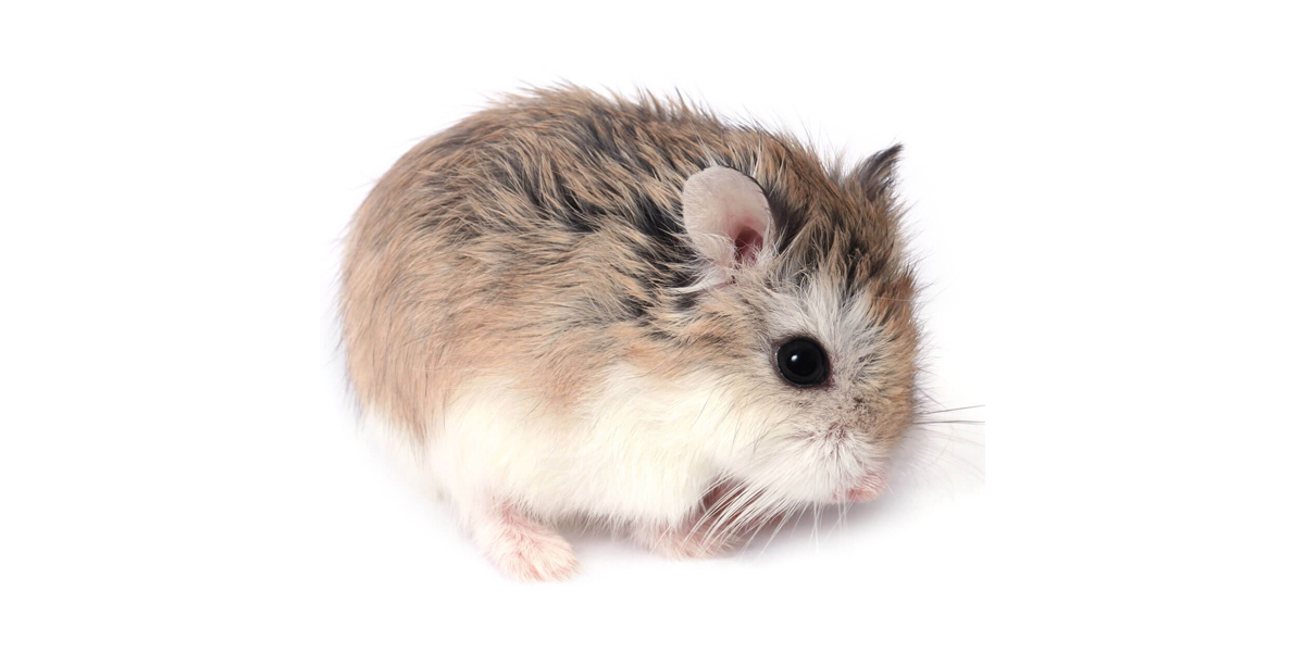 Steckbrief Roborowski Zwerghamster